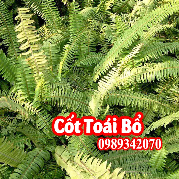 Cốt toái bổ khô (tắc kè đá)