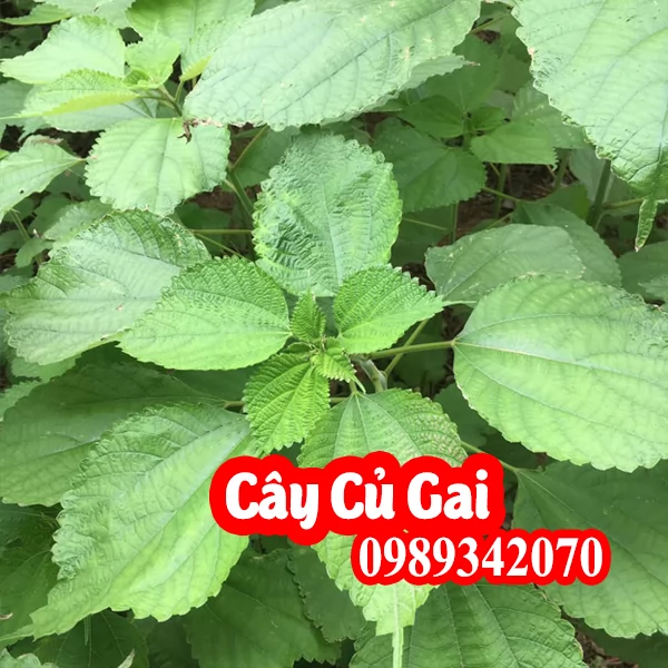 Củ gai an thai, dưỡng thai, hỗ trợ trị động thai ở phụ nữ đang mang bầu
