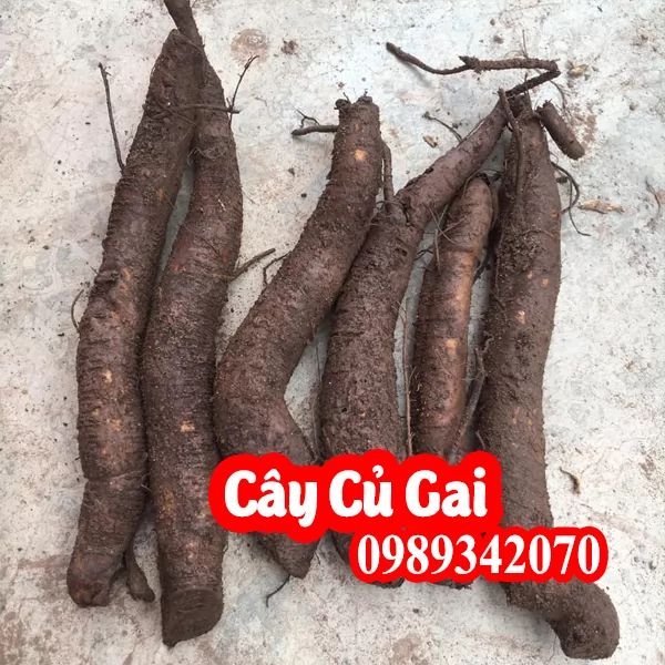 Củ gai an thai, dưỡng thai, hỗ trợ trị động thai ở phụ nữ đang mang bầu