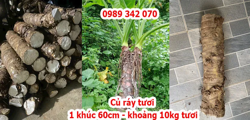 củ ráy