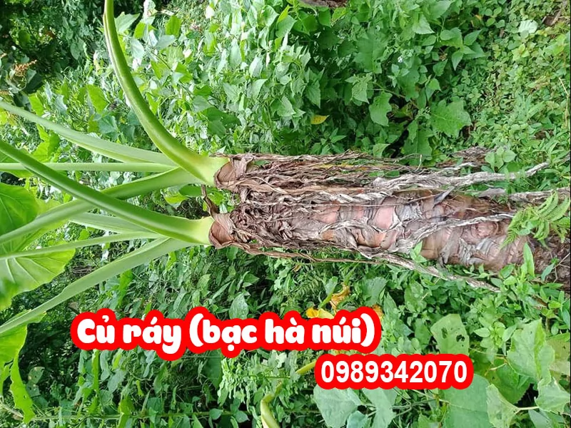 Cây Bạc Hà Núi (củ ráy) Có Tác Dụng Gì Và Mua Ở Đâu