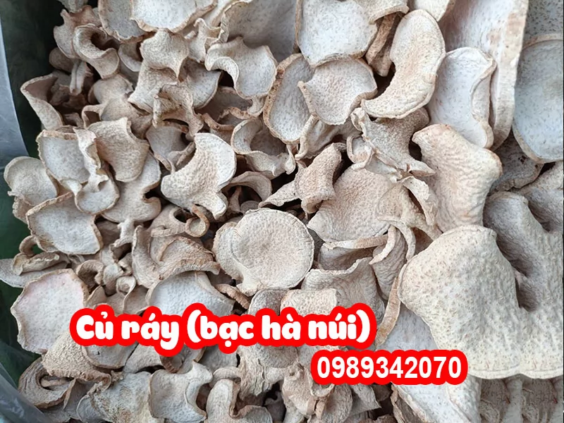Cây Bạc Hà Núi (củ ráy) Có Tác Dụng Gì Và Mua Ở Đâu