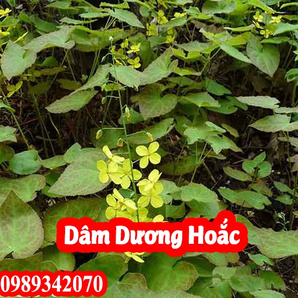 Đia Chỉ Bán Cây Dâm Dương Hoắc Và Rẻ Chất Lượng