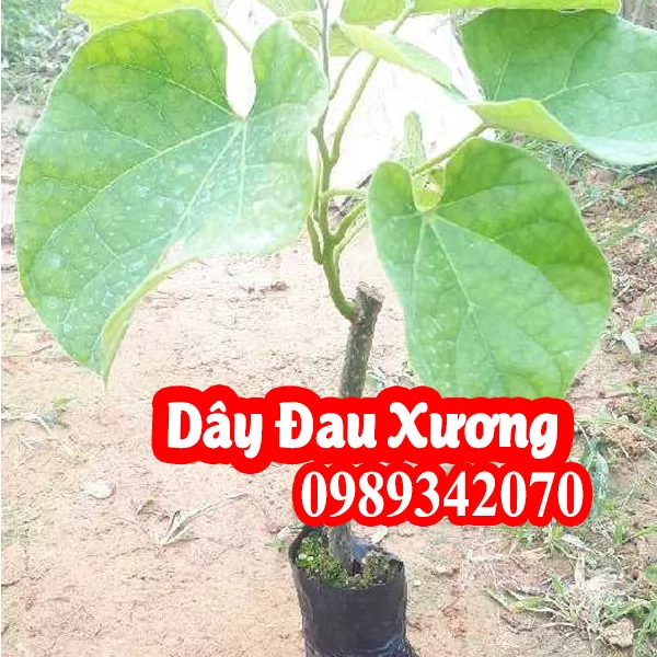 Dây đau xương (khoan cân đằng) và hướng dẫn sử dụng đúng cách