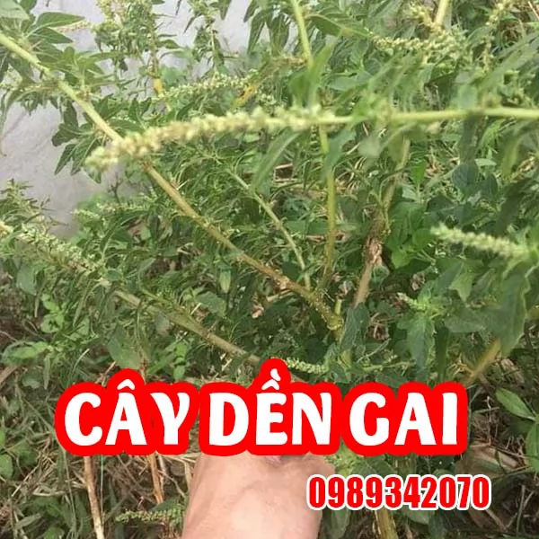 Cây dền gai điều trị thoát vị đĩa đệm, xương khớp