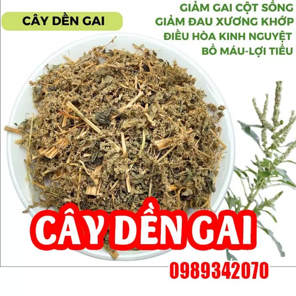 Cây dền gai điều trị thoát vị đĩa đệm, xương khớp