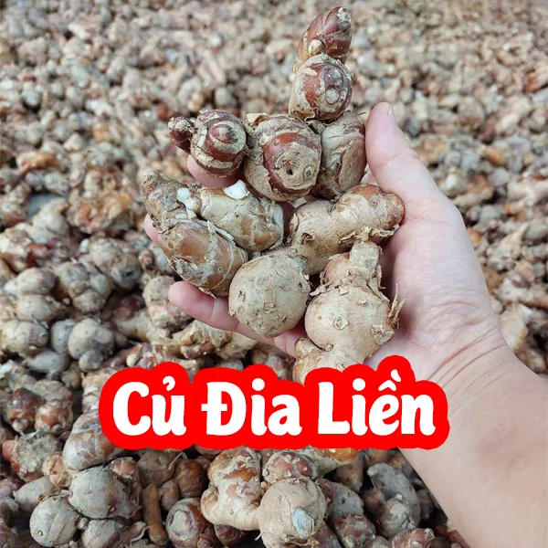 Cây Địa Liền Và Công Dụng Của Nó Là Gì