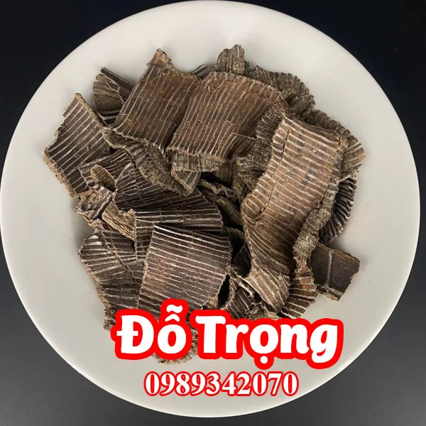 Tác dụng của đỗ trong và mua đỗ trọng ở đâu tốt uy tín