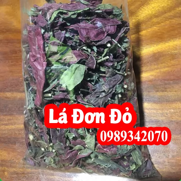 Đơn lá đỏ điều trị mẩn ngứa, tiêu hóa kém, viêm đại tràng (Don la do)