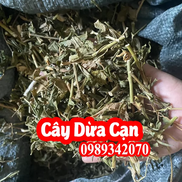 Tác dụng Của Cây Dừa Cạn Và Cách Sử Dụng Đúng Cách
