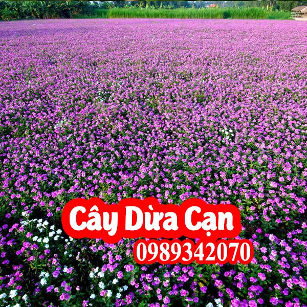 Tác dụng Của Cây Dừa Cạn Và Cách Sử Dụng Đúng Cách