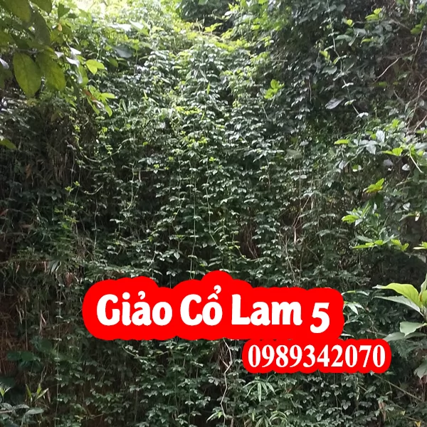 Giảo cổ lam Hòa Bình loại 5 lá “Ngũ diệp sâm”