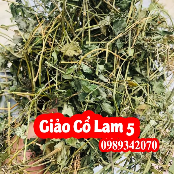 Giảo cổ lam Hòa Bình loại 5 lá “Ngũ diệp sâm”