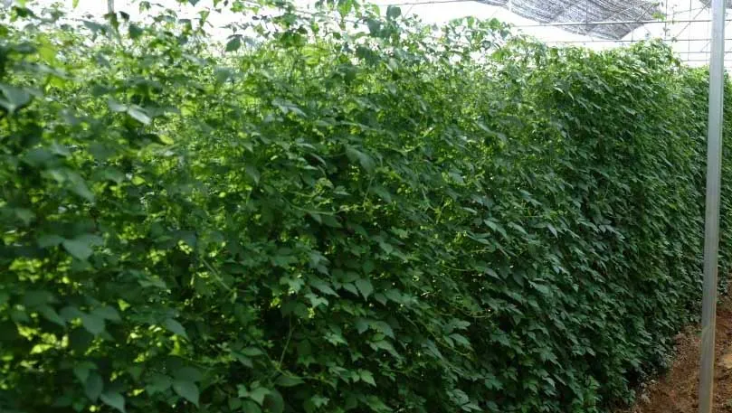 vườn cây giảo cổ lam