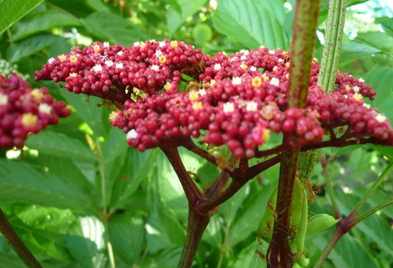 gối hạc