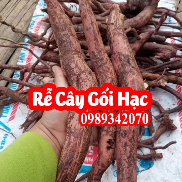 Tác dụng của cây gối hạc và mua ở đâu