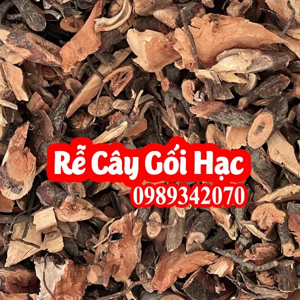 Tác dụng của cây gối hạc và mua ở đâu