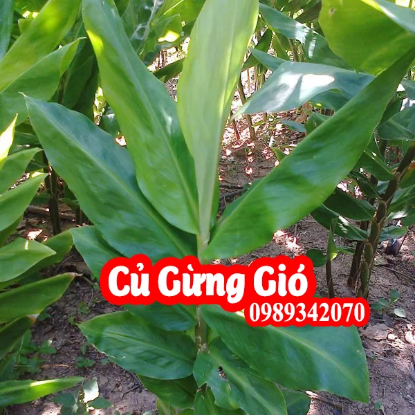 Củ Gừng Gió Có Tác Dụng Gì Và Mua Ở Đâu Tốt