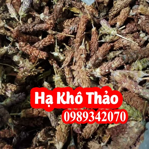 Hạ khô thảo điều trị lao hạch, bạch đới ở phụ nữ