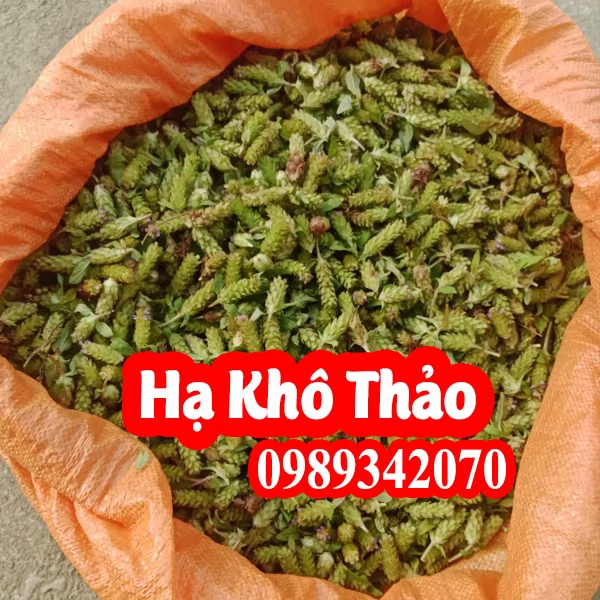 Hạ khô thảo điều trị lao hạch, bạch đới ở phụ nữ