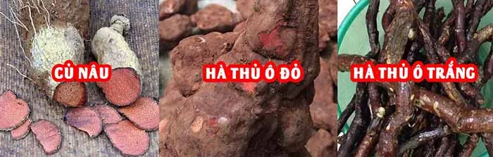 củ hà thủ ô