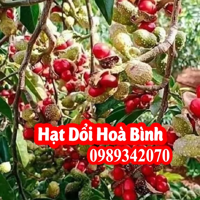 Hạt dổi thứ gia vị “Nếm thử một lần mà nhớ trăm năm”