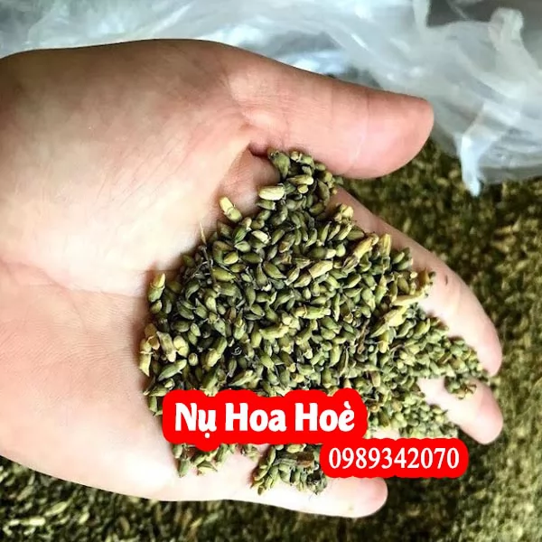 Mua Hoa Hòe Khô Ở Đâu Uy Tín? Công Dụng Cho Huyết Áp, Bền Thành Mạch & Bảng Giá Mới Nhất
