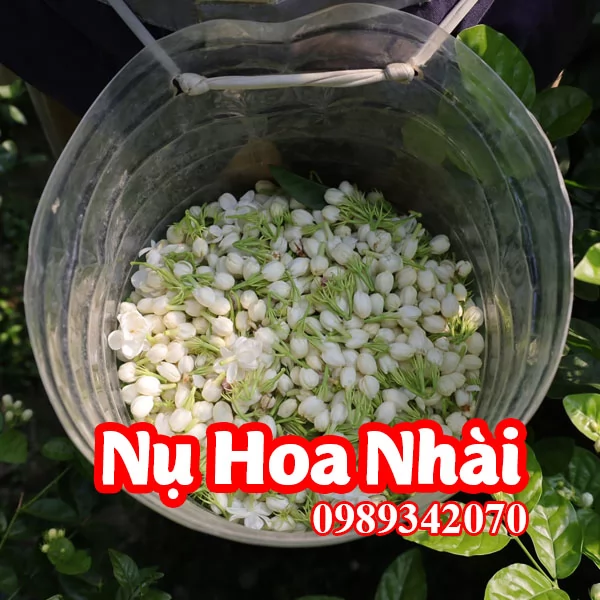 Tác Dụng Của Hoa Nhài Và Hướng Dẫn Sử Dụng Nụ Hoa Nhài
