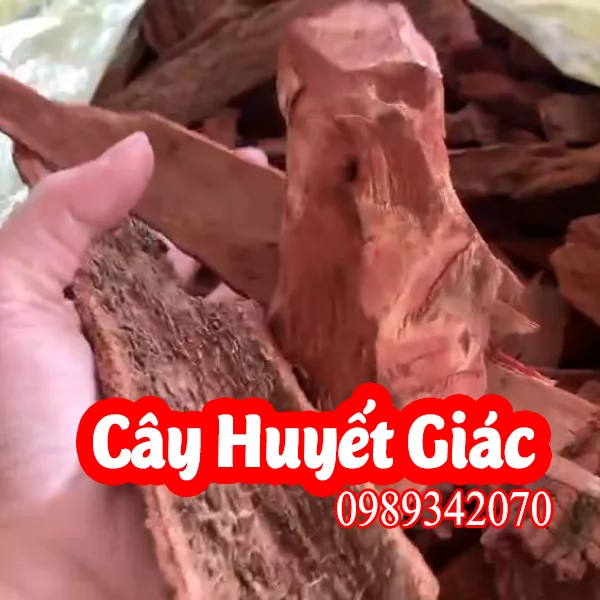 Cây Huyết Giác - Dược Liệu Quý Trong Y Học Cổ Truyền
