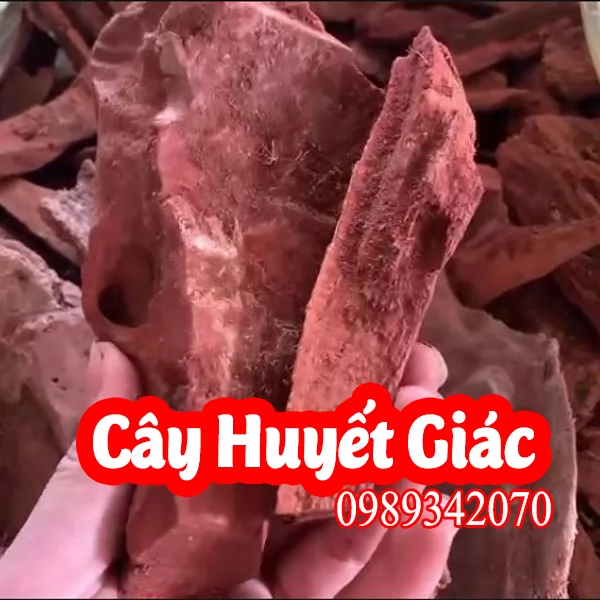 Cây Huyết Giác - Dược Liệu Quý Trong Y Học Cổ Truyền