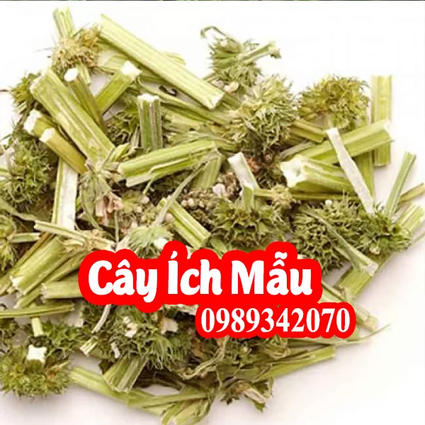 Cây ích mẫu điều trị rối loạn kinh nguyệt, bế kinh, tắc kinh