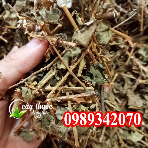 Tác Dụng Của Cây Cà Gai Leo Và Mua Cây Cà Gai Leo Ở Đâu