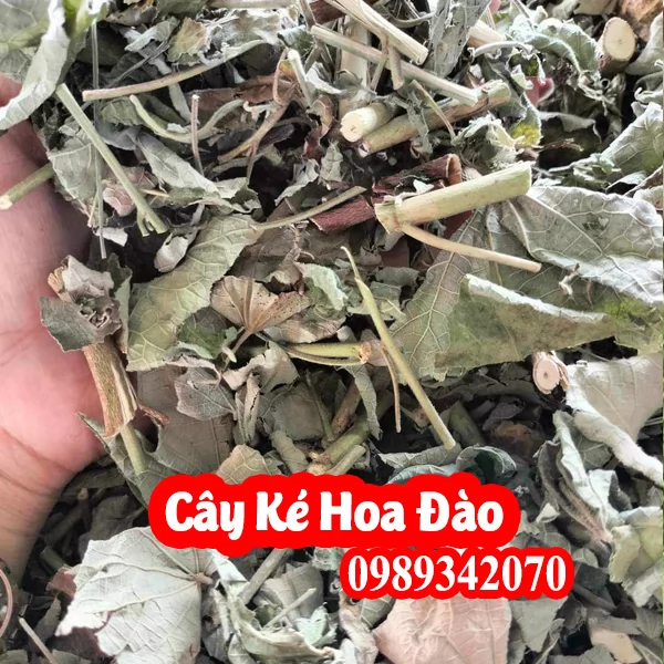 Cây Ké Hoa Đào Có Tác Dụng Gì Và Mua Ở Đâu