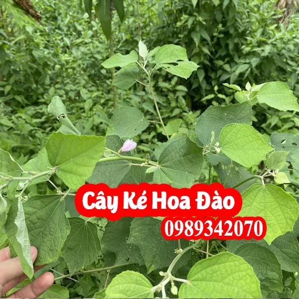 Cây Ké Hoa Đào Có Tác Dụng Gì Và Mua Ở Đâu