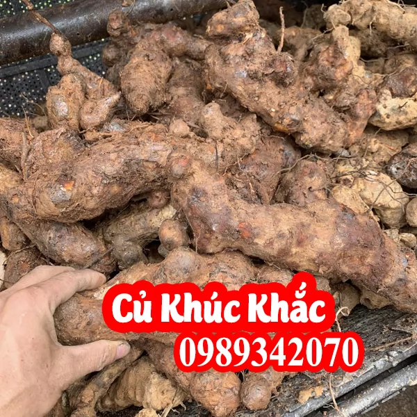 Tác Dụng Của Khúc Khắc(Củ Kim Cang) Là Gì Và Mua Ở Đâu