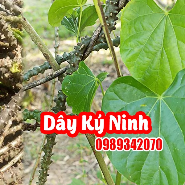 Dây Ký Ninh (Dây Thần Thông): Công Dụng, Cách Dùng Và Lưu Ý Khi Sử Dụng