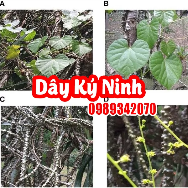 Dây Ký Ninh (Dây Thần Thông): Công Dụng, Cách Dùng Và Lưu Ý Khi Sử Dụng