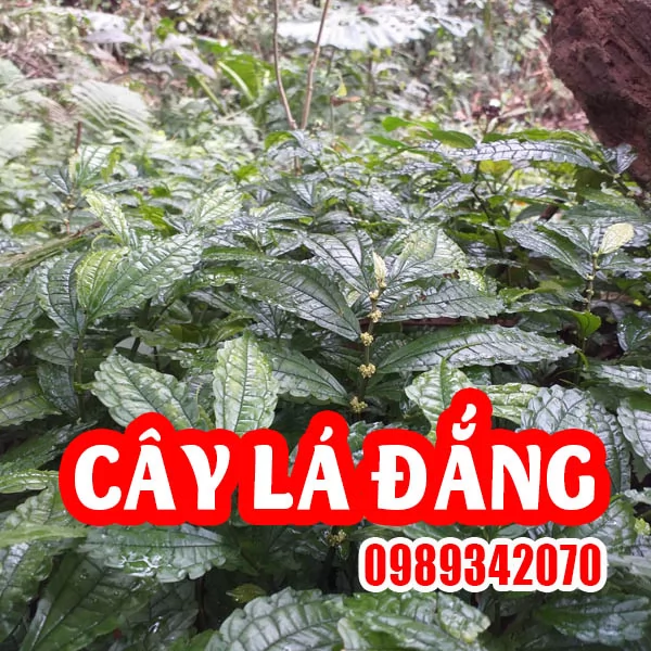 Tác Dụng Cây Lá Đắng Và Hướng Dẫn Sử Dụng