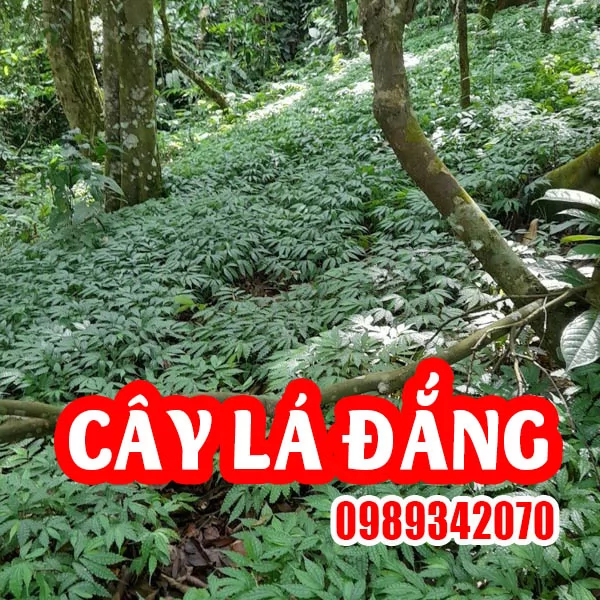 Tác Dụng Cây Lá Đắng Và Hướng Dẫn Sử Dụng