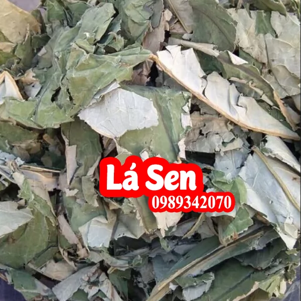 Tác Dụng Lá Sen Và Mua Lá Sen Ở Đâu Tốt