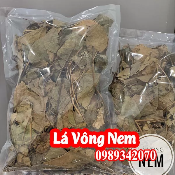 Lá vông hỗ trợ điều trị bệnh mất ngủ và hỗ trợ bệnh trĩ