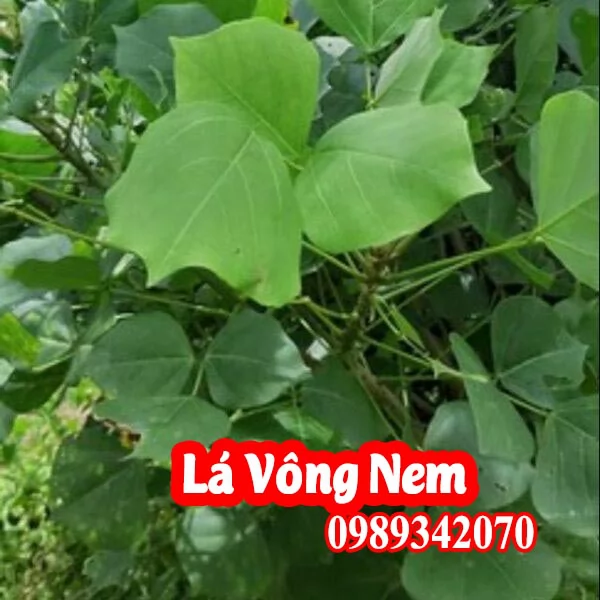 Lá vông hỗ trợ điều trị bệnh mất ngủ và hỗ trợ bệnh trĩ