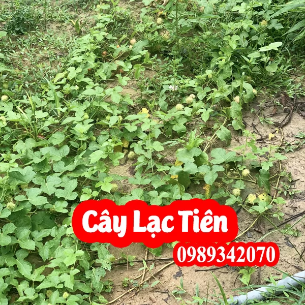 Công Dụng Của Cây lạc Tiên Và Mua Cây Lạc Tiên Ơ Đâu