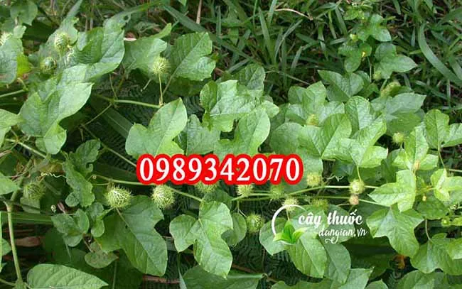 lạc tiên tươi