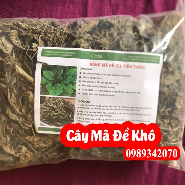 Mua Cây Mã Đề Ở Đâu Và Hướng Dẫn Sử Dụng Cách Dùng