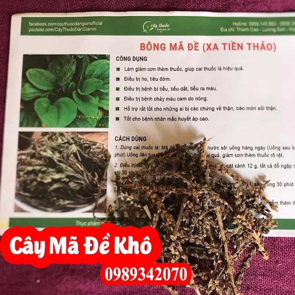 Mua Cây Mã Đề Ở Đâu Và Hướng Dẫn Sử Dụng Cách Dùng