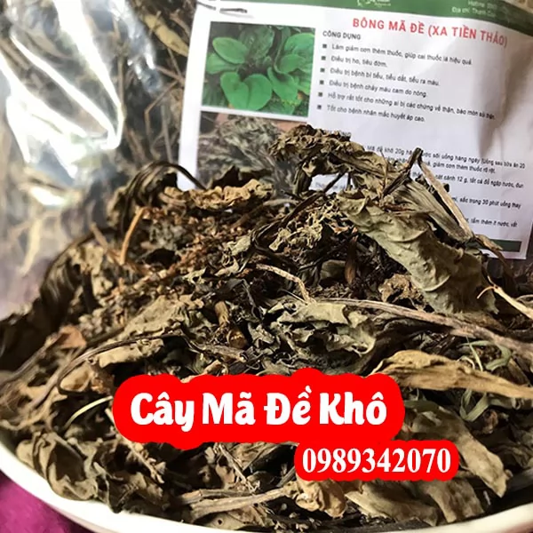 Mua Cây Mã Đề Ở Đâu Và Hướng Dẫn Sử Dụng Cách Dùng