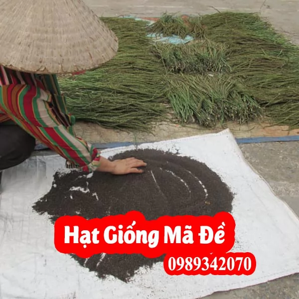 Mua Cây Mã Đề Ở Đâu Và Hướng Dẫn Sử Dụng Cách Dùng