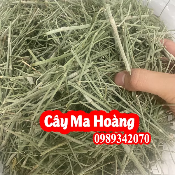 Cây Ma Hoàng Có Công Dụng Gì Và Mua Ở Đâu