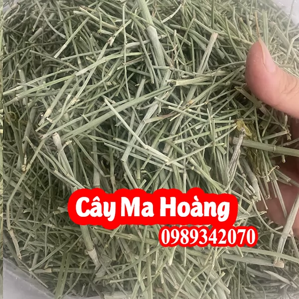 Cây Ma Hoàng Có Công Dụng Gì Và Mua Ở Đâu